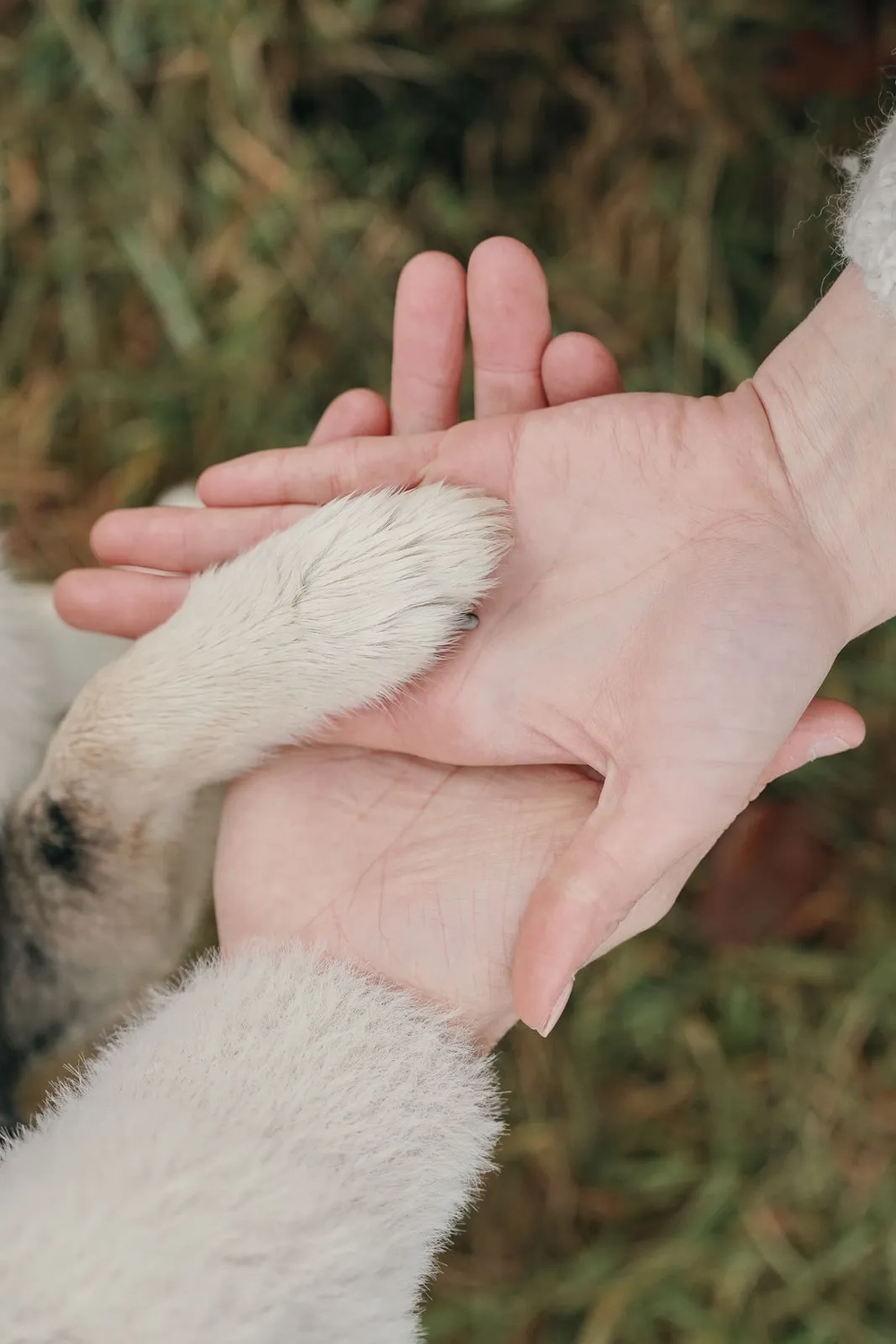 Levue Fotografie — Lutten — Tierfotografien